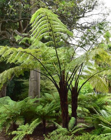 Fotografia de capa Sphaeropteris medullaris - do Jardim Botânico