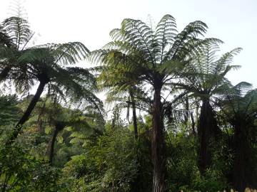 Fotografia da espécie Sphaeropteris medullaris