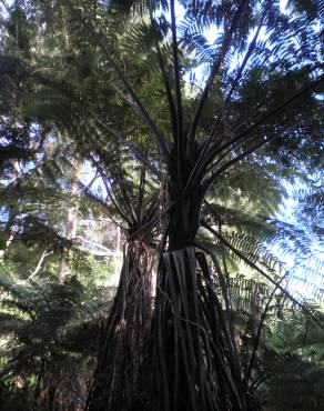 Fotografia 7 da espécie Sphaeropteris medullaris no Jardim Botânico UTAD