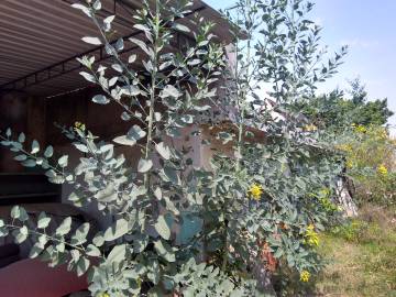 Fotografia da espécie Nicotiana glauca