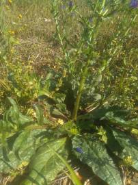 Fotografia da espécie Echium plantagineum