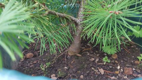 Fotografia da espécie Pinus nigra