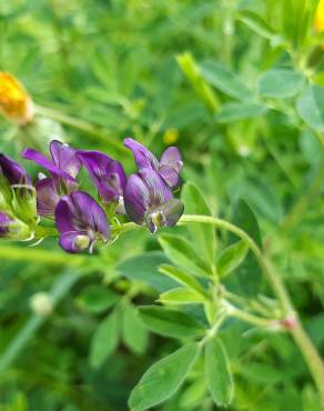 Fotografia 36 da espécie Medicago sativa no Jardim Botânico UTAD