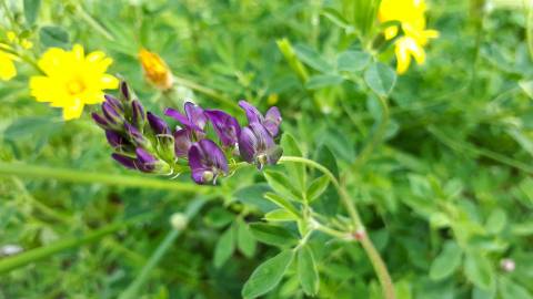 Fotografia da espécie Medicago sativa