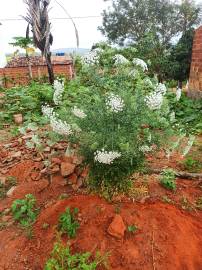 Fotografia da espécie Ammi majus