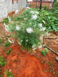 Fotografia da espécie Ammi majus