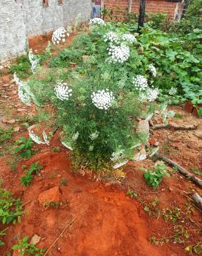 Fotografia 15 da espécie Ammi majus no Jardim Botânico UTAD