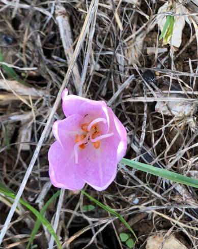 Fotografia de capa Colchicum lusitanum - do Jardim Botânico