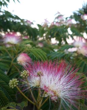 Fotografia 16 da espécie Albizia julibrissin no Jardim Botânico UTAD