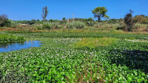 Fotografia da espécie Pontederia crassipes