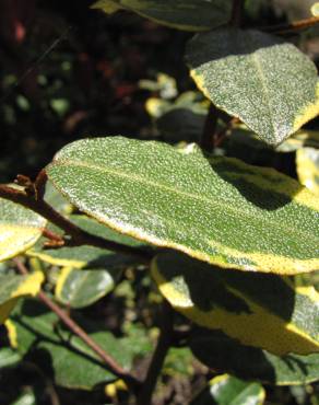 Fotografia 3 da espécie Elaeagnus pungens no Jardim Botânico UTAD