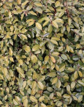 Fotografia 4 da espécie Elaeagnus pungens no Jardim Botânico UTAD