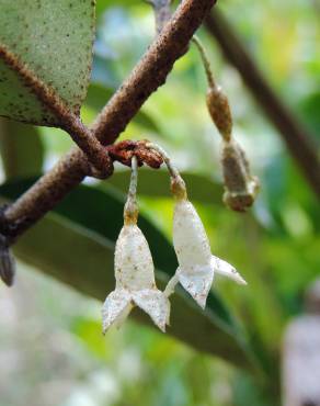 Fotografia 7 da espécie Elaeagnus pungens no Jardim Botânico UTAD