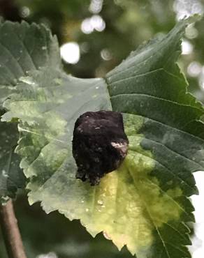 Fotografia 11 da espécie Ulmus glabra no Jardim Botânico UTAD