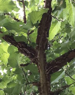 Fotografia 12 da espécie Ulmus glabra no Jardim Botânico UTAD