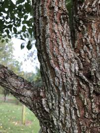 Fotografia da espécie Ulmus glabra