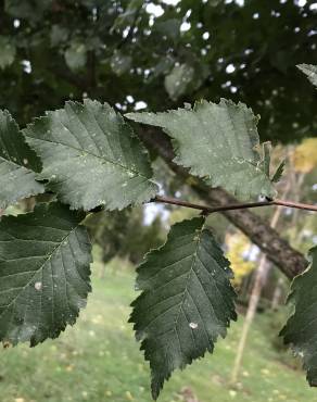 Fotografia 16 da espécie Ulmus glabra no Jardim Botânico UTAD