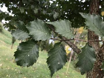 Fotografia da espécie Ulmus glabra