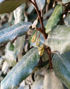 Fotografia 10 da espécie Elaeagnus pungens no Jardim Botânico UTAD