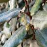 Fotografia 10 da espécie Elaeagnus pungens do Jardim Botânico UTAD