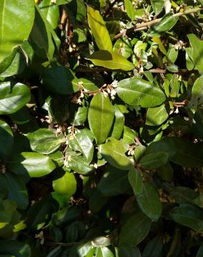 Fotografia 12 da espécie Elaeagnus pungens no Jardim Botânico UTAD