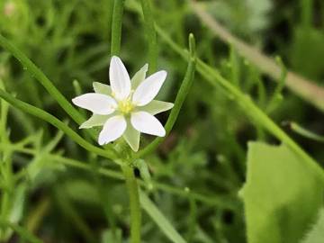 Fotografia da espécie Spergula arvensis