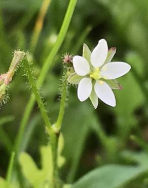 Fotografia 12 da espécie Spergula arvensis no Jardim Botânico UTAD