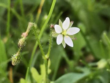 Fotografia da espécie Spergula arvensis