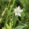 Fotografia 12 da espécie Spergula arvensis do Jardim Botânico UTAD