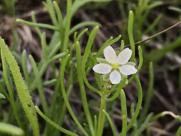 Fotografia da espécie Spergula arvensis