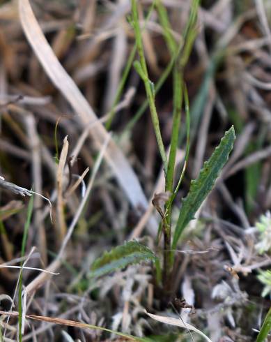 Fotografia de capa Serratula tinctoria subesp. seoanei - do Jardim Botânico