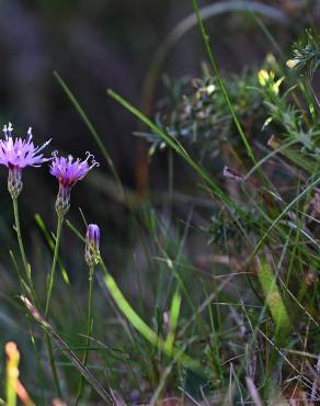 Fotografia 4 da espécie Serratula tinctoria subesp. seoanei no Jardim Botânico UTAD