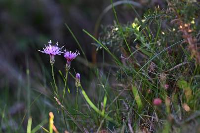 Fotografia da espécie Serratula tinctoria subesp. seoanei