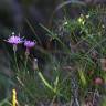 Fotografia 4 da espécie Serratula tinctoria subesp. seoanei do Jardim Botânico UTAD