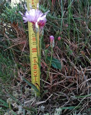 Fotografia 5 da espécie Serratula tinctoria subesp. seoanei no Jardim Botânico UTAD