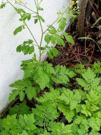Fotografia da espécie Tanacetum parthenium