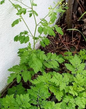 Fotografia 12 da espécie Tanacetum parthenium no Jardim Botânico UTAD