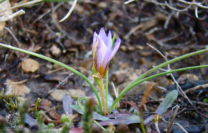 Fotografia da espécie Romulea bulbocodium var. bulbocodium