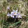 Fotografia 19 da espécie Romulea bulbocodium var. bulbocodium do Jardim Botânico UTAD