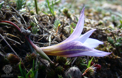 Fotografia da espécie Romulea bulbocodium var. bulbocodium