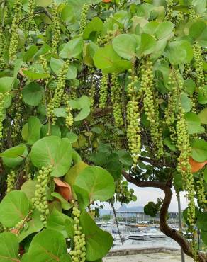 Fotografia 13 da espécie Coccoloba uvifera no Jardim Botânico UTAD