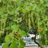 Fotografia 13 da espécie Coccoloba uvifera do Jardim Botânico UTAD