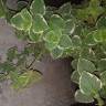 Fotografia 8 da espécie Plectranthus forsteri do Jardim Botânico UTAD
