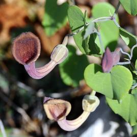 Fotografia da espécie Aristolochia baetica