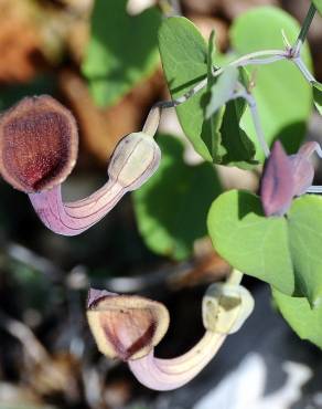 Fotografia 17 da espécie Aristolochia baetica no Jardim Botânico UTAD