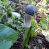 Fotografia 12 da espécie Arisarum simorrhinum do Jardim Botânico UTAD