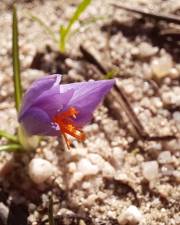 Fotografia da espécie Crocus serotinus