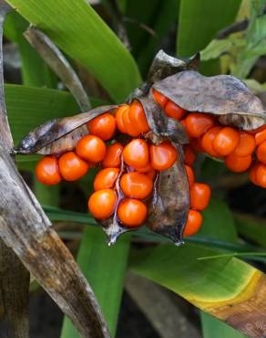 Fotografia 10 da espécie Iris foetidissima no Jardim Botânico UTAD