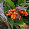 Fotografia 10 da espécie Iris foetidissima do Jardim Botânico UTAD