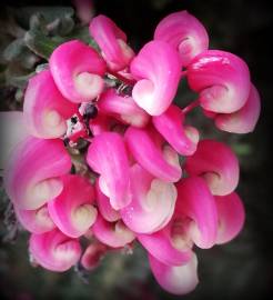 Fotografia da espécie Grevillea lanigera